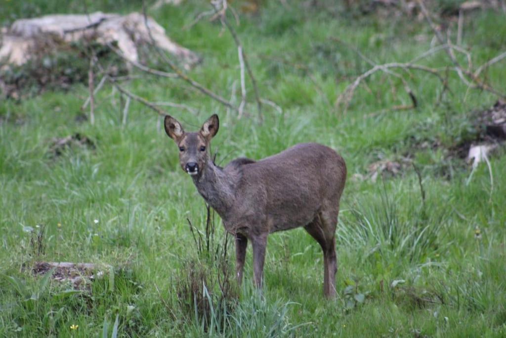 Gite La Cabuche Proche Du Zoo De Beauval Le Controis-en-Sologne Kültér fotó