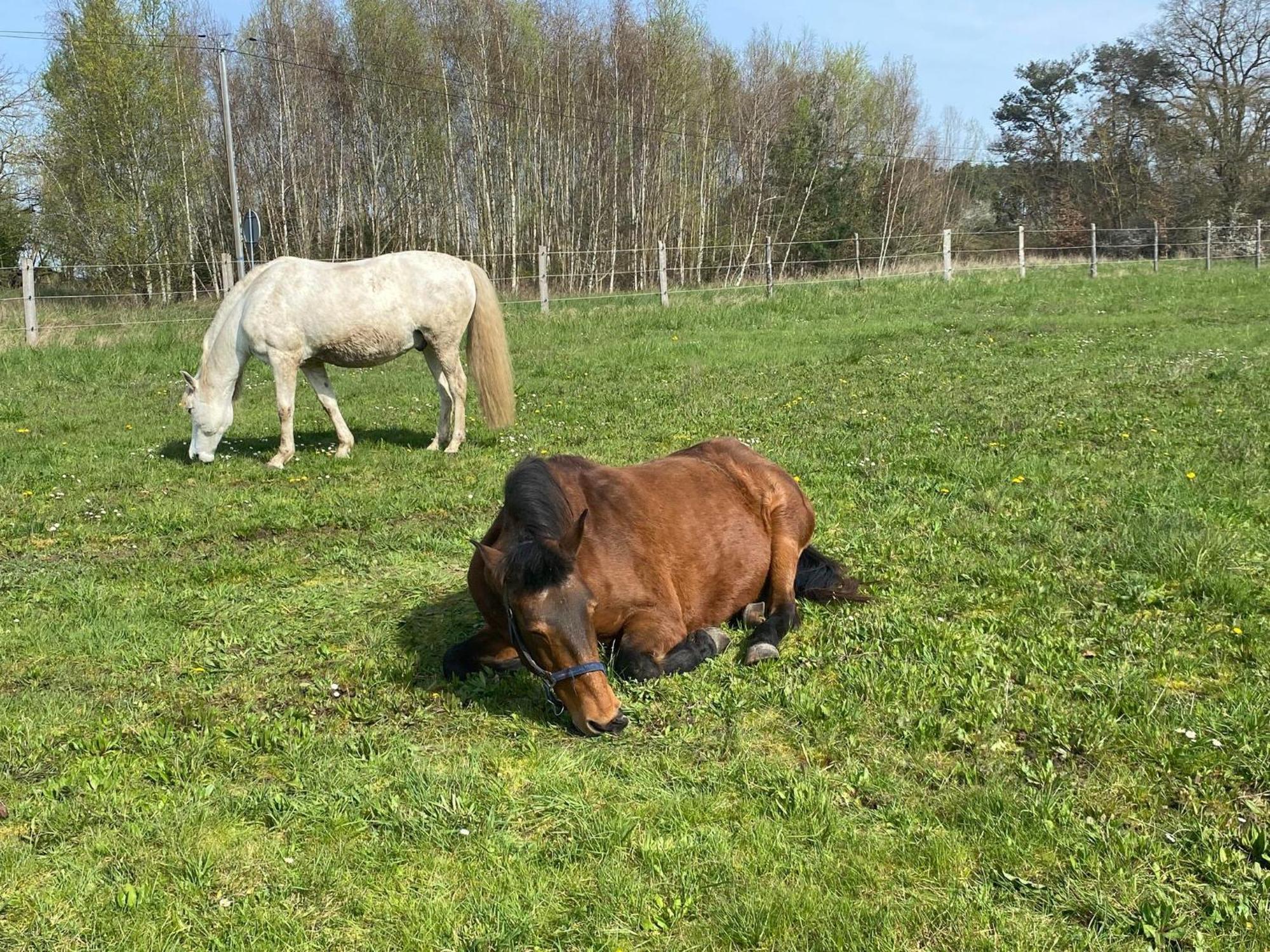Gite La Cabuche Proche Du Zoo De Beauval Le Controis-en-Sologne Kültér fotó